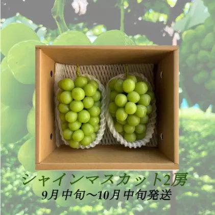 【2025年9月より順次発送】信州産シャインマスカット2房（合計1kg以上）大粒＆大房 果物 ぶどう フルーツ デザート 食後 種なし 皮ごと 秋の味覚 旬の果物 