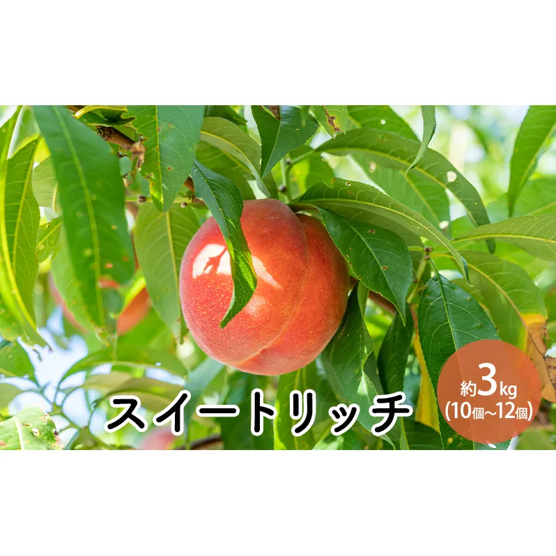 スイートリッチ（中生ワッサー）約3kg 10個～12個 