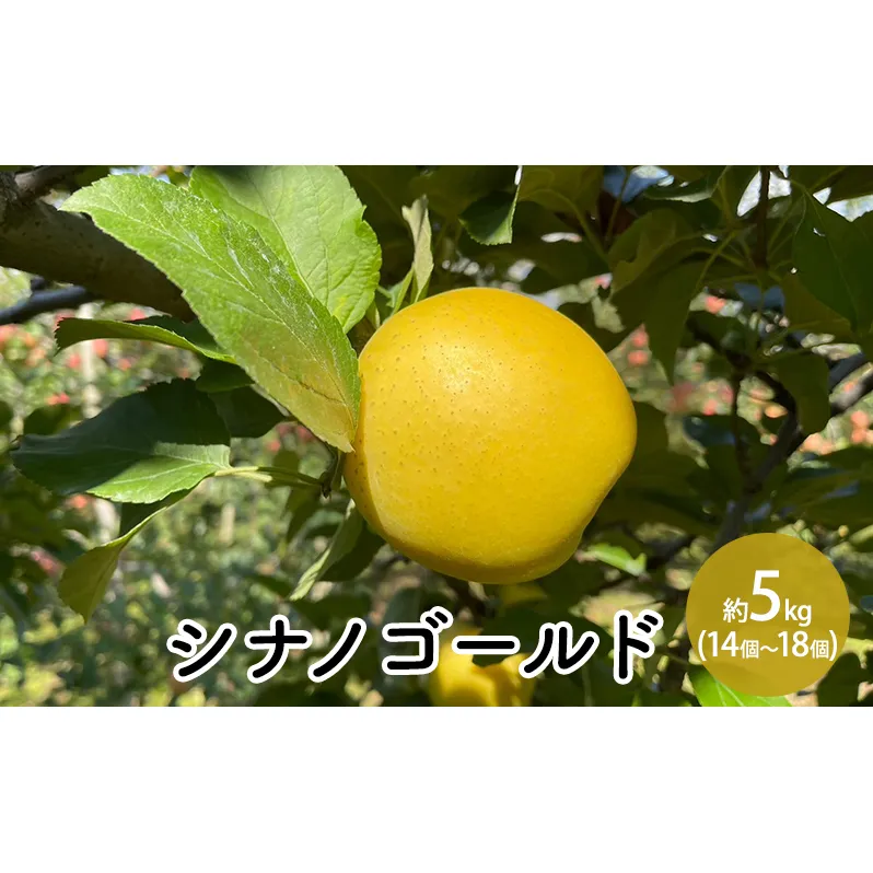 シナノゴールド約5kg（14個～18個） 