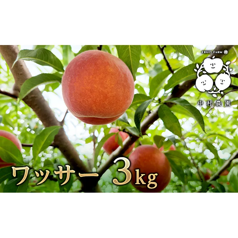 ワッサー 3kg 桃 ネクタリン 黄桃 硬い桃 果物 くだもの フルーツ 旬の果物 旬のフルーツ 季節の果物 季節のフルーツ 美味しい果物 長野県産 信州 長野 長野県 長野市