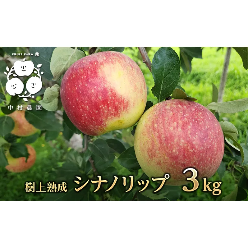 2026年産 りんご 3kg 樹上熟成 シナノリップ 林檎 リンゴ 果物 くだもの フルーツ 旬の果物 旬のフルーツ 季節の果物 季節のフルーツ 美味しい果物 長野県産 長野県産りんご 信州 長野 長野県 長野市