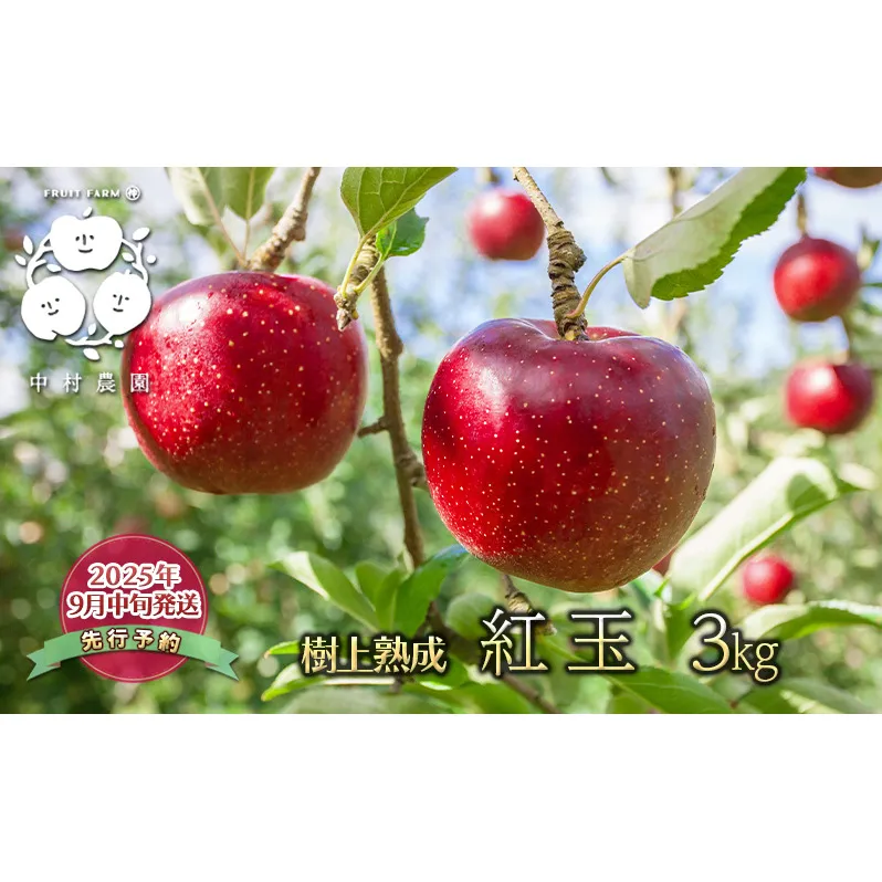 先行予約 りんご 3kg 樹上熟成 紅玉 林檎 リンゴ 果物 くだもの フルーツ 旬の果物 旬のフルーツ 季節の果物 季節のフルーツ 美味しい果物 長野県産 長野県産りんご 紅玉リンゴ 信州 長野 長野県 長野市
