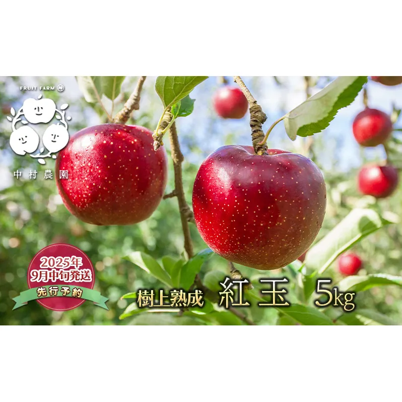 先行予約 りんご 5kg 樹上熟成 紅玉 林檎 リンゴ 果物 くだもの フルーツ 旬の果物 旬のフルーツ 季節の果物 季節のフルーツ 美味しい果物 長野県産 長野県産りんご 紅玉リンゴ 信州 長野 長野県 長野市
