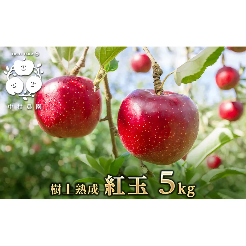 2026年産 りんご 5kg 樹上熟成 紅玉 林檎 リンゴ 果物 くだもの フルーツ 旬の果物 旬のフルーツ 季節の果物 季節のフルーツ 美味しい果物 長野県産 長野県産りんご 紅玉リンゴ 信州 長野 長野県 長野市