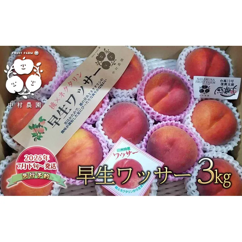 先行予約 早生 ワッサー 3kg 桃 ネクタリン 黄桃 硬い桃 果物 くだもの フルーツ 旬の果物 旬のフルーツ 季節の果物 季節のフルーツ 美味しい果物 長野県産 信州 長野 長野県 長野市