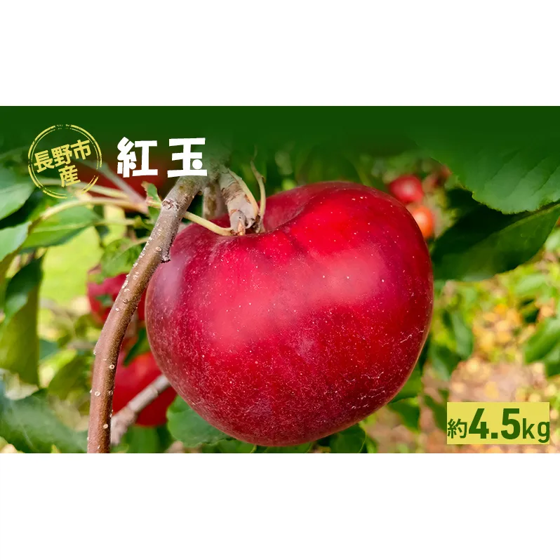 長野市産「紅玉」約4.5kg 