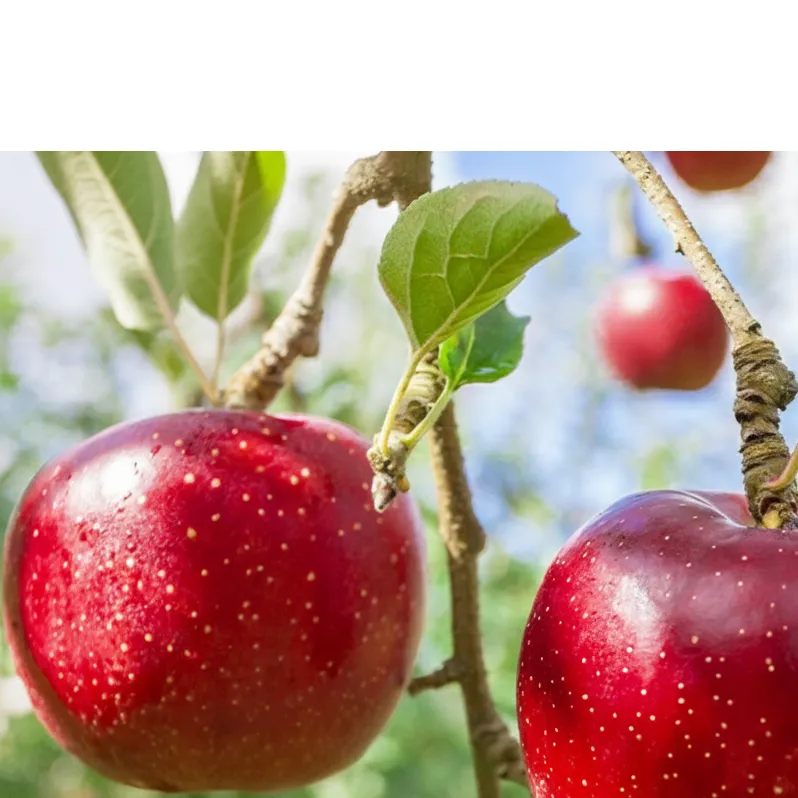 2026年発送りんご 米山農園のおまかせりんご約3kg シナノリップ さんつがる シナノドルチェ 紅玉 セット 長野県 長野市