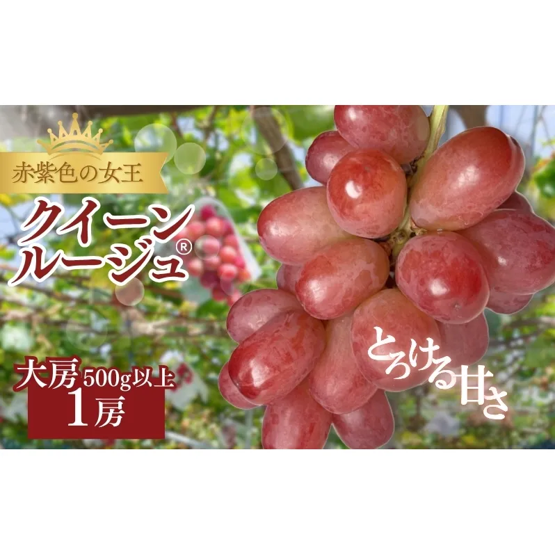 クイーンルージュⓇ 1房　大房500g以上入り ぶどう ブドウ 葡萄 長野県 長野県産 2025年秋発送