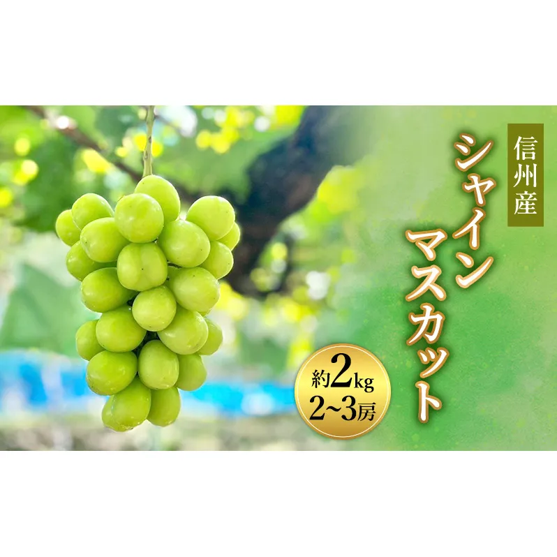 2026年産先行予約 ぶどう 信州産シャインマスカット約2kg（2～3房）葡萄 ブドウ フルーツ 果物 シャイン マスカット デザート おやつ 信州 長野