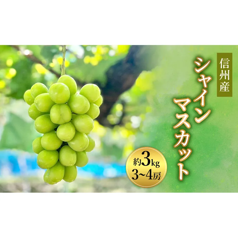 2026年産　ぶどう 信州産シャインマスカット約3kg（3～4房）葡萄 ブドウ フルーツ 果物 シャイン マスカット デザート おやつ 信州 長野