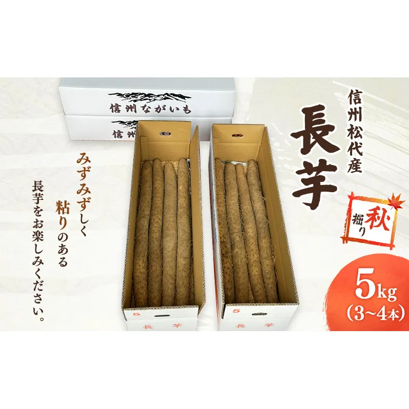 長芋【秋掘り】 信州 長野市 お取り寄せ とろろ 長いも ながいも 山芋 芋 いも 野菜 根菜