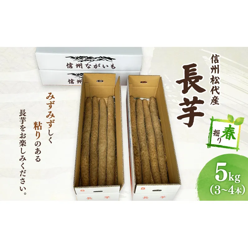 長芋【春掘り】 信州 長野市 お取り寄せ とろろ 長いも ながいも 山芋 芋 いも 野菜 根菜