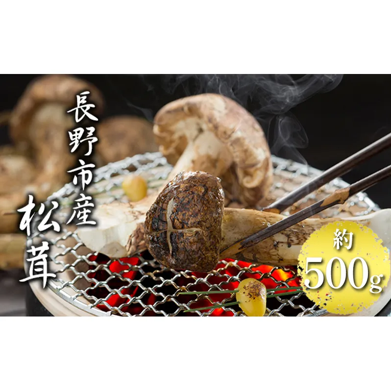 長野市収穫 松茸 約500g(4～8本)野菜 きのこ まつたけ