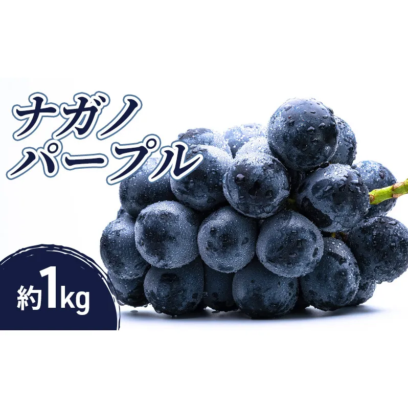 2026年産ナガノパープル 1kg 果物 フルーツ ぶどう 長野県