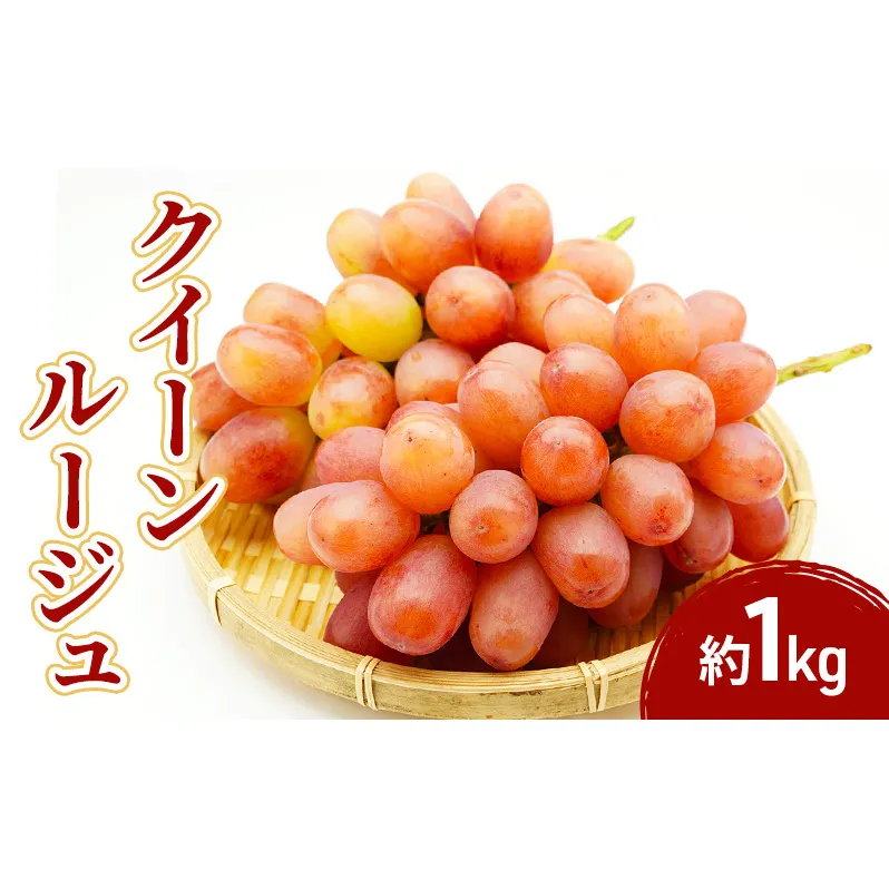 2026年産クイーンルージュ 1kg　果物 フルーツ ぶどう　長野県