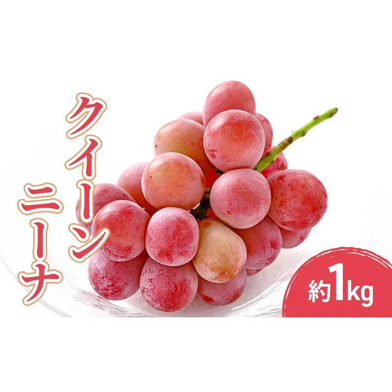 2026年産クイーンニーナ 1kg 果物 フルーツ ぶどう 長野県
