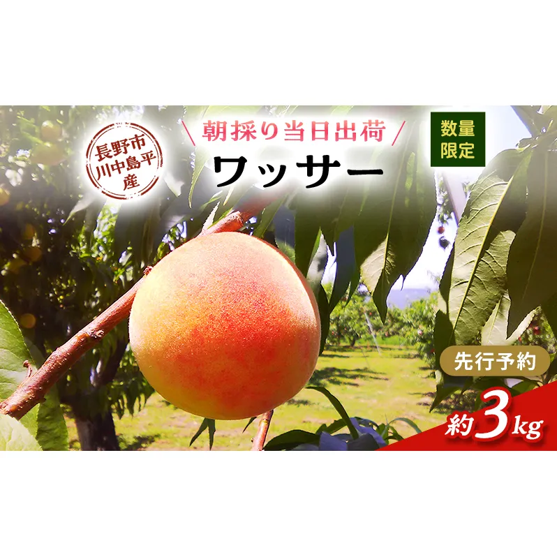 【先行予約】【数量限定】【朝採り当日出荷】信州・長野市川中島平産 桃「ワッサー」 約3kg（9～12個） 2026年8月10日前後より順次発送  （固い桃の仲間）