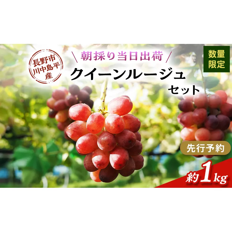 【先行予約】【数量限定】【朝採り当日出荷】信州・長野市川中島平産 ぶどう「クイーンルージュ」セット 約1kg（2房） 2026年9月下旬より順次発送