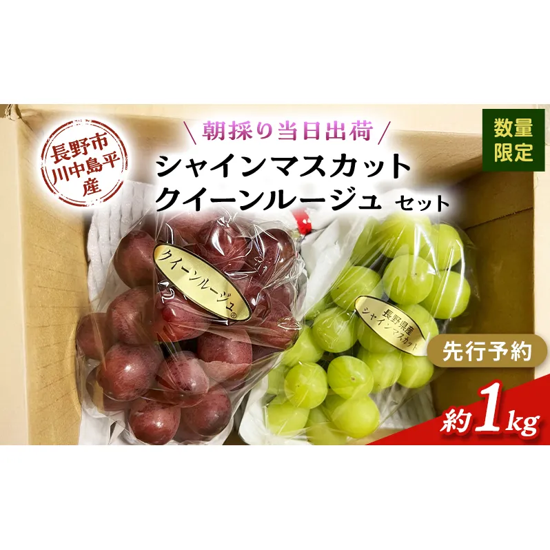 【先行予約】【数量限定】【朝採り当日出荷】信州・長野市川中島平産 ぶどう「シャインマスカット、クイーンルージュ」セット 約1kg（2房） 2026年9月下旬より順次発送