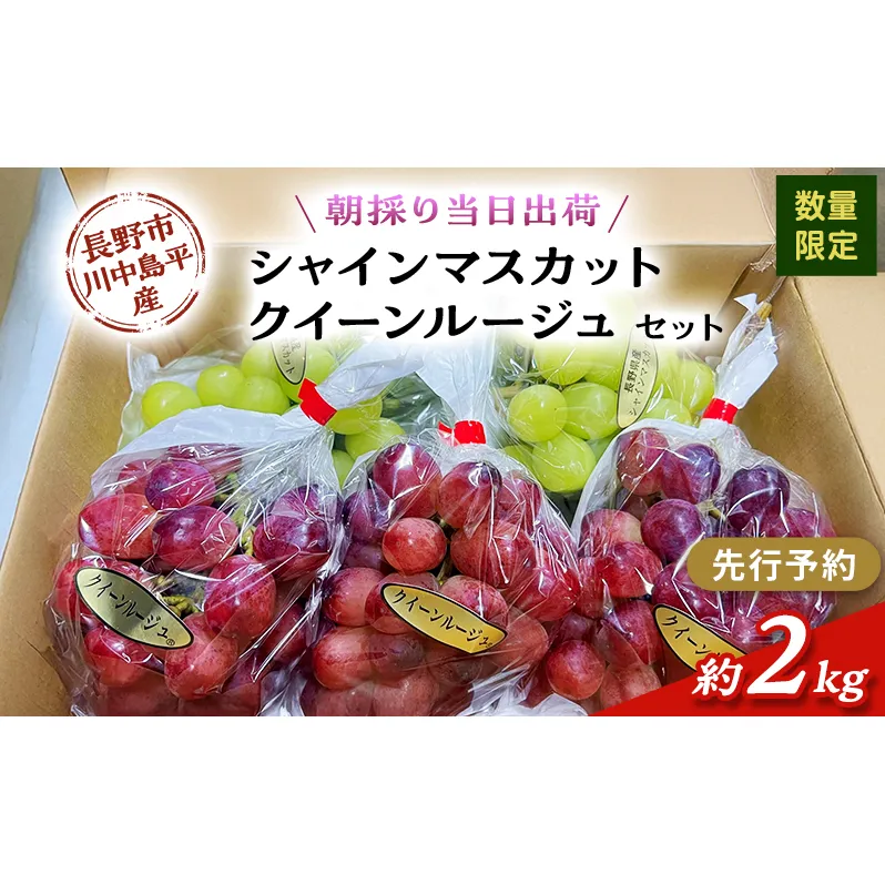 【先行予約】【数量限定】【朝採り当日出荷】信州・長野市川中島平産 ぶどう「シャインマスカット、クイーンルージュ」セット 約2kg（4～5房） 2026年9月下旬より順次発送