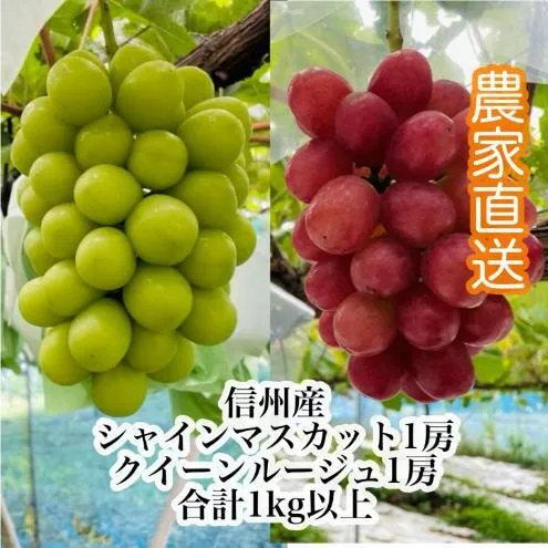 【2026年9月より順次発送】信州産クイーンルージュR 1房＆シャインマスカット1房（合計1kg以上）特選＆大粒＆大房 果物 ぶどう フルーツ 種なし 皮ごと 食べ応え ぶどうの食べ比べ 秋の味覚