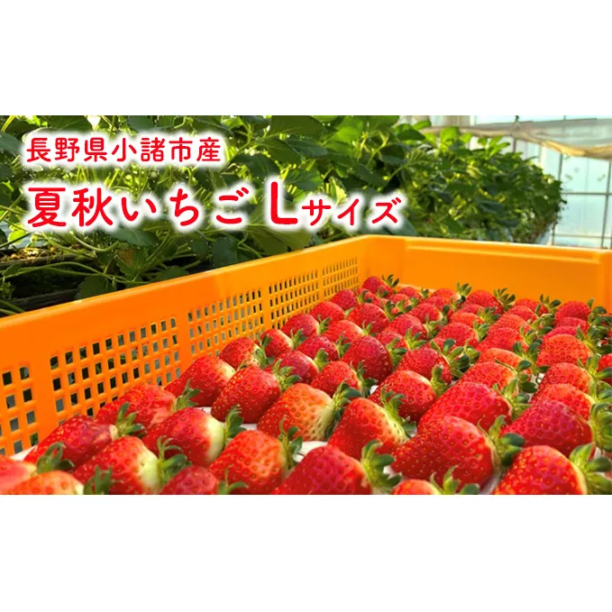 長野県小諸市産 夏秋いちご Ｌサイズ48玉入 果物類 いちご 苺 イチゴ