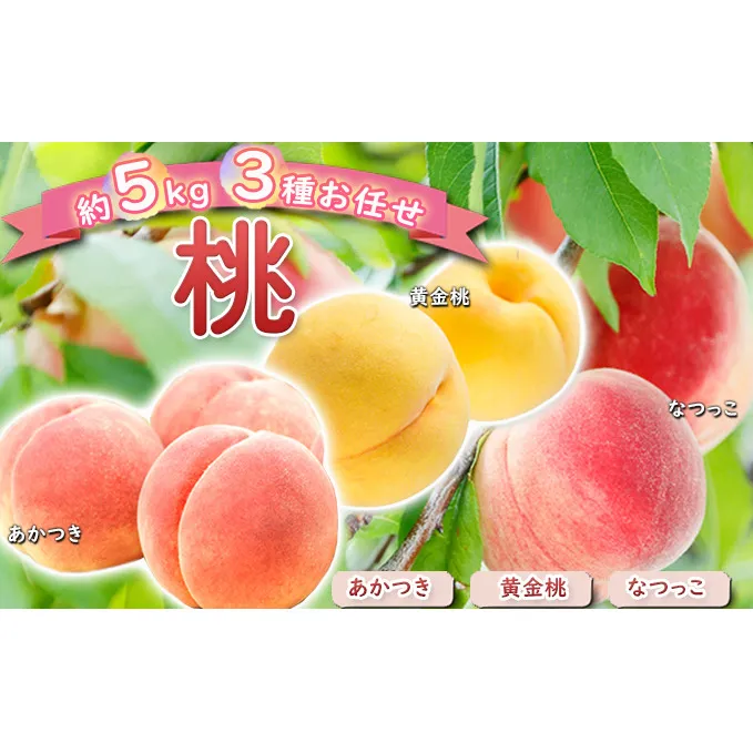桃 約5kg 3種お任せ あかつき なつっこ 黄金桃 果物 もも 3種類 白桃 黄桃 産地直送 長野県 小諸市