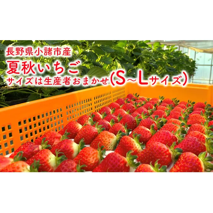 長野県小諸市産夏秋いちご　サイズは生産者おまかせ(S～Lサイズ) 果物 フルーツ 食後 デザート 高糖度 香りが強い ストロベリー 産地直送