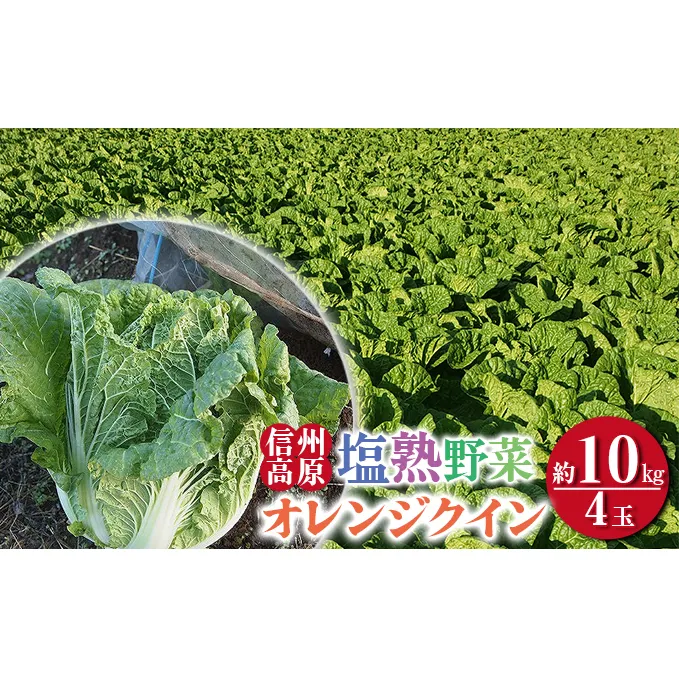 信州高原塩熟野菜（オレンジクイン）約10kg 4玉 産地直送 葉物野菜 甘い やわらかい サラダ 生食 オレンジ白菜 白菜 まろやか 食材 料理 調理 