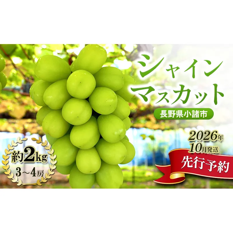 【先行予約／2026年10月発送】シャインマスカット約2kg 3～4房 重量保証 信州 小諸 果物 フルーツ ぶどう ブドウ 種無し 甘い 完熟 季節限定 贈答用 大粒 産地直送 新鮮 お取り寄せ こだわり ギフト