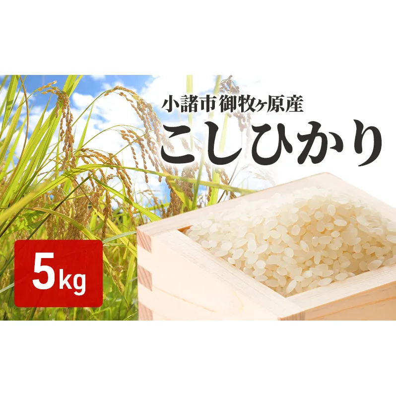 小諸 御牧ヶ原産 こしひかり 5kg 長野 信州 コシヒカリ 精米 美味しいお米 お取り寄せ おこめ 白米