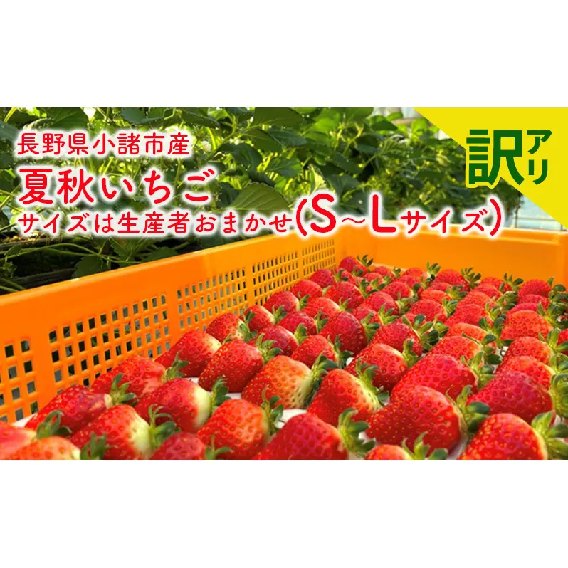 【訳アリ商品】長野県小諸市産夏秋いちご　サイズは生産者おまかせ(S～Lサイズ) 果物 フルーツ 食後 デザート 高糖度 香りが強い ストロベリー 産地直送