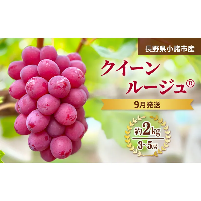 【先行予約／2026年9月発送】クイーンルージュ(R)約2kg 3～5房 重量保証 信州 小諸 果物 フルーツ ぶどう ブドウ 種無し 甘い 完熟 季節限定 贈答用 大粒 産地直送 新鮮 お取り寄せ こだわり ギフト