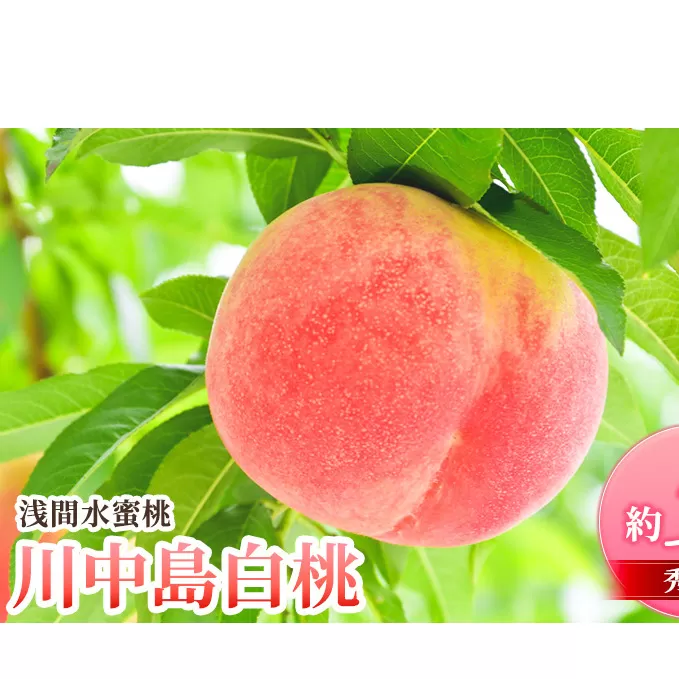 先行予約 2026年発送 浅間水蜜桃 もも 川中島白桃 秀品 約5kg ふるさと納税  長野県産 小諸市 桃 果物 フルーツ モモ 果肉