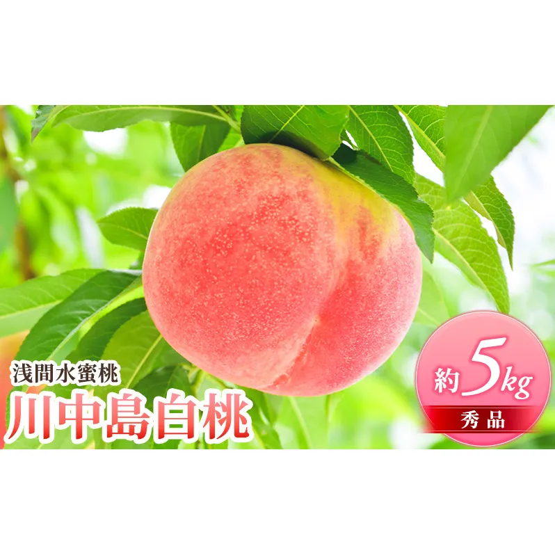 桃 先行予約 浅間水蜜桃 川中島白桃 約5kg 秀品 フルーツ 果物 白桃 甘い 冷蔵