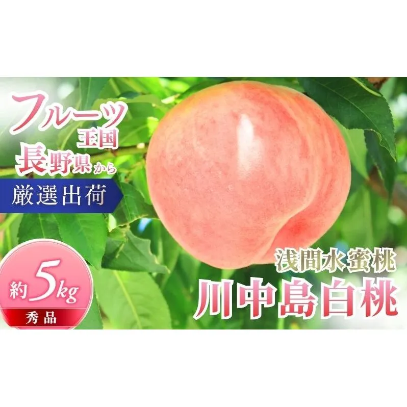 桃 先行予約 浅間水蜜桃 川中島白桃 約5kg 秀品 13～22玉 フルーツ 果物 白桃 甘い 冷蔵