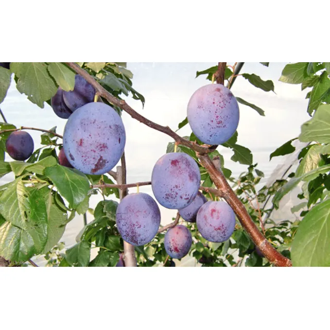 信州小諸・福井りんご園の生プルーン　約1.8kg 果物詰合せ フルーツ