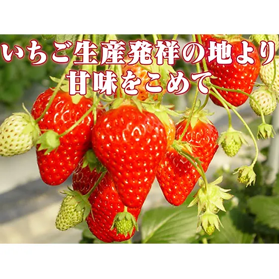 小諸産いちご4パック詰め合わせ 果物類 苺 イチゴ 