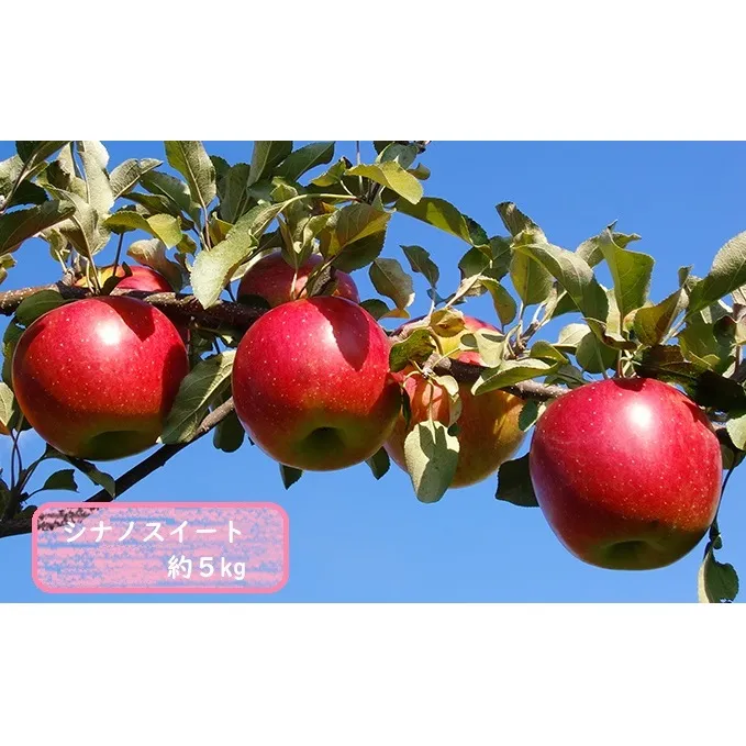 信州小諸・福井りんご園のシナノスイート 秀品 約5kg 果物類 林檎 りんご リンゴ シナノスイート