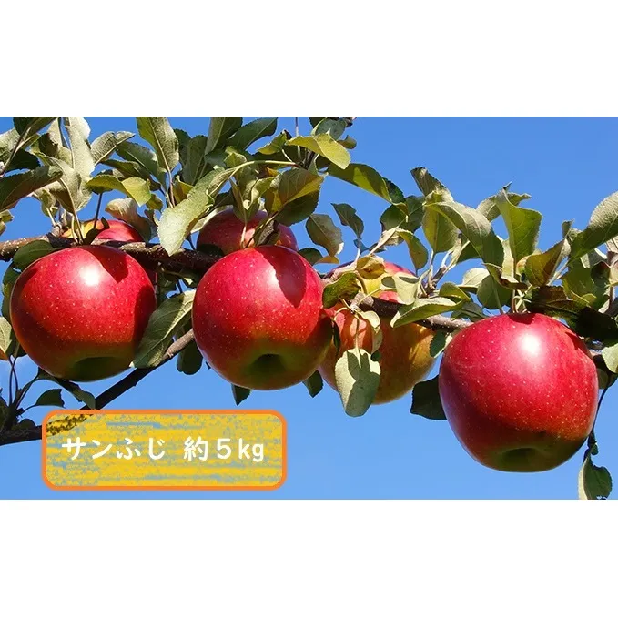 信州小諸・福井りんご園のサンふじ 秀品 約5kg 果物類 林檎 りんご リンゴ サンふじ