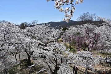 小諸城址懐古園桜まつり