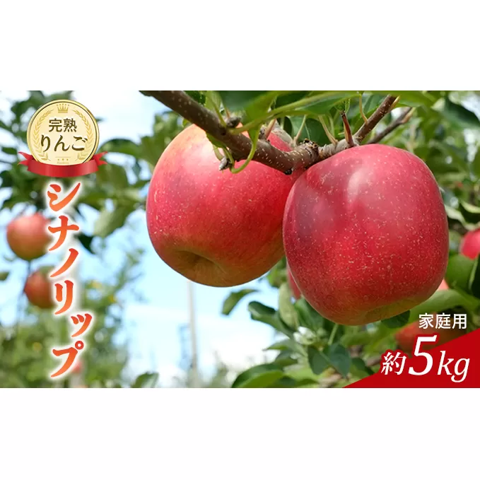 先行予約 りんご シナノリップ 約5kg 家庭用 2025年 令和7年発送 完熟りんご 外観は不揃いだけど美味しいよ 林檎 リンゴ 果物 くだもの フルーツ 旬の果物 旬のフルーツ 信州 長野 長野県 