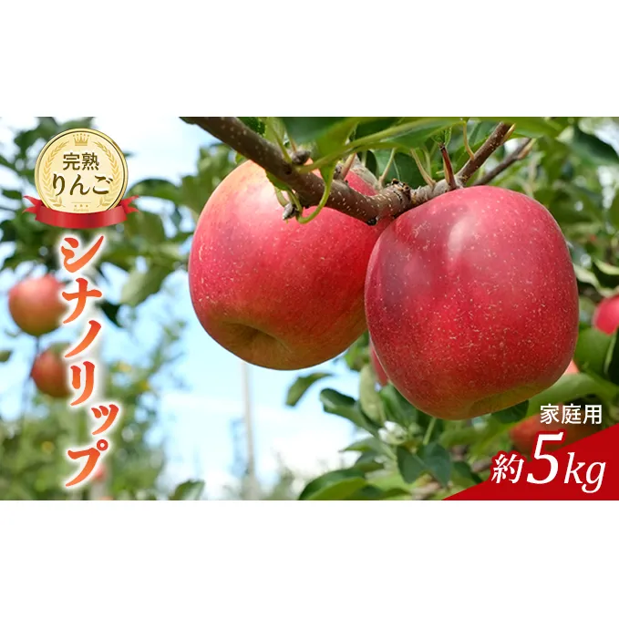 先行予約 りんご シナノリップ 約5kg 家庭用 2026年 令和8年発送 完熟りんご 外観は不揃いだけど美味しいよ 林檎 リンゴ 果物 くだもの フルーツ 旬の果物 旬のフルーツ 信州 長野 長野県