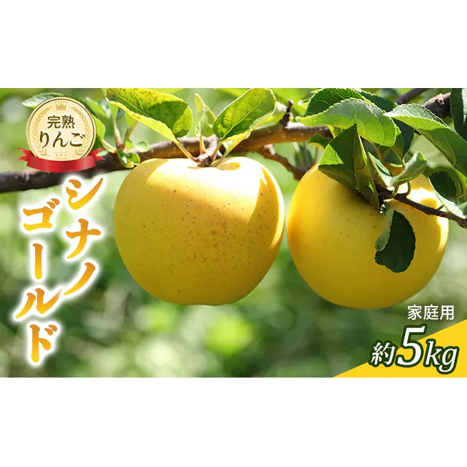 先行予約 りんご シナノゴールド 約5kg 家庭用 2026年 令和8年発送 完熟りんご・外観は不揃いだけど美味しいよ 果物 果物類 リンゴ 林檎 フルーツ 長野のりんご 信州産 長野県産 信州りんご デザート 食後