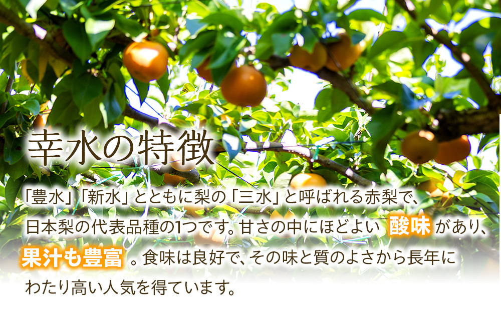 梨 幸水 5kg 2025年秋! 信州の梨 シャリっとしてみずみずしい梨 梨 幸水 5kg 2025年秋! 信州の梨 シャリっとしてみずみずしい梨