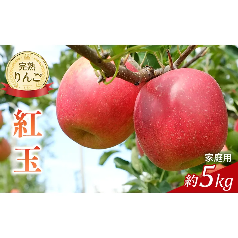 先行予約 りんご 紅玉 約5kg 家庭用 2026年 令和8年発送 完熟りんご・外観は不揃いだけど美味しいよ 果物 くだもの フルーツ 林檎 リンゴ 旬の果物 旬のフルーツ 信州 長野 長野県