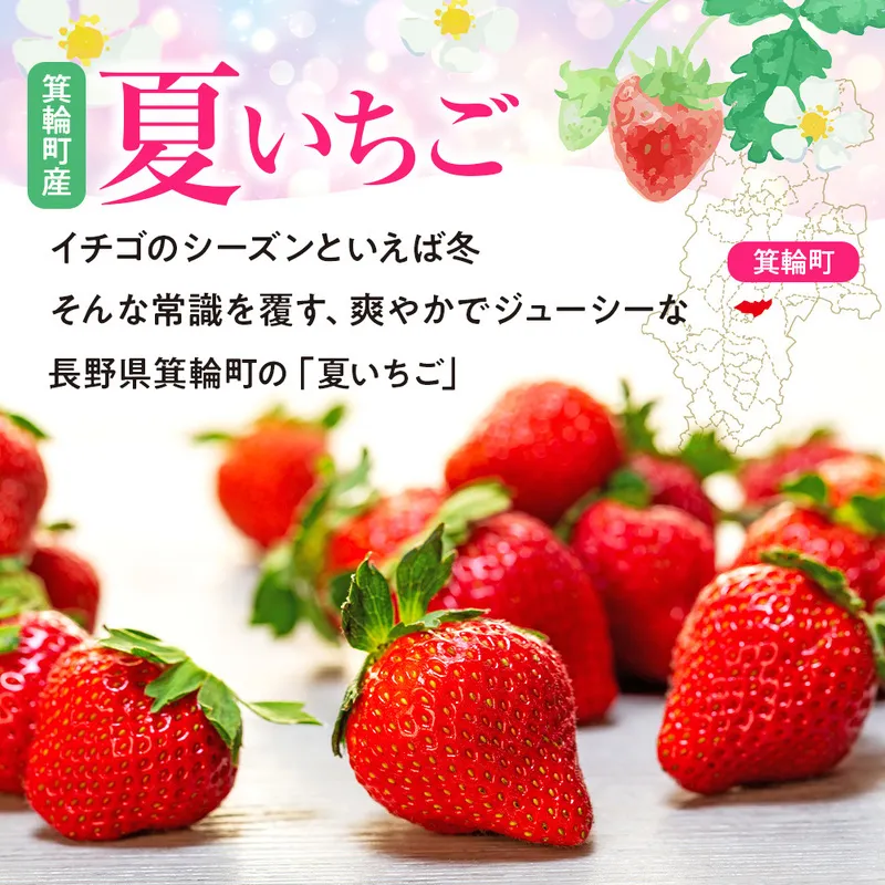 いちご　夏いちご　夏秋いちご詰め合わせ