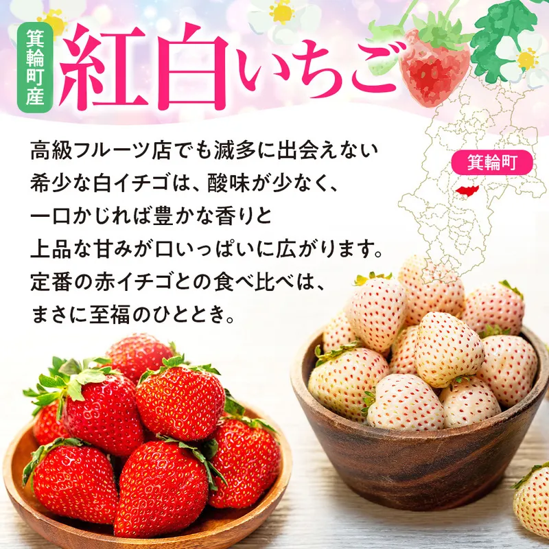 紅白イチゴ　白いちご　夏いちご　いちご詰め合わせ