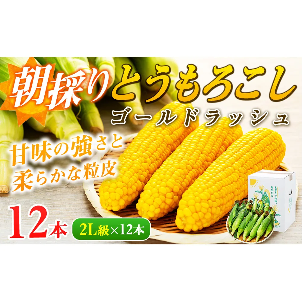 朝採れ とうもろこし 12本 2L ゴールドラッシュ グラビス トウモロコシ コーン 野菜 旬の野菜 夏野菜 信州 長野 長野県 
