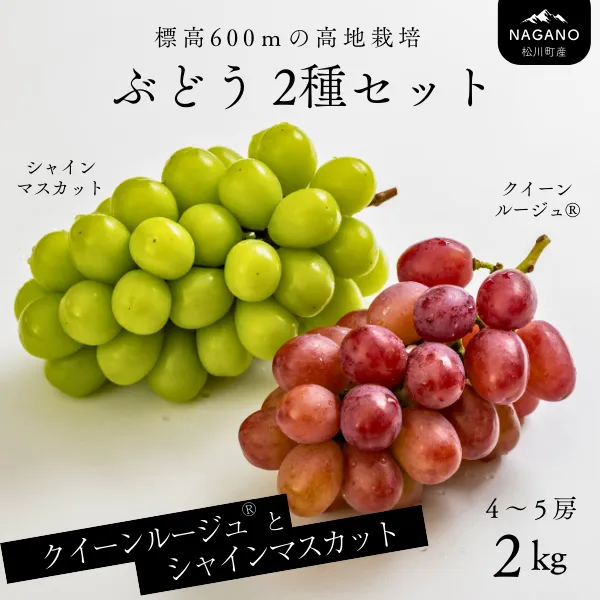 ぶどう２種セット（シャインマスカット／クイーンルージュ®）約2kg／2026年9月下旬頃～10月頃 配送予定[TK17]//長野県 南信州 種なし 皮ごと 詰め合わせ 食べ比べ 新鮮 クインルージュ シャイン マスカット 葡萄